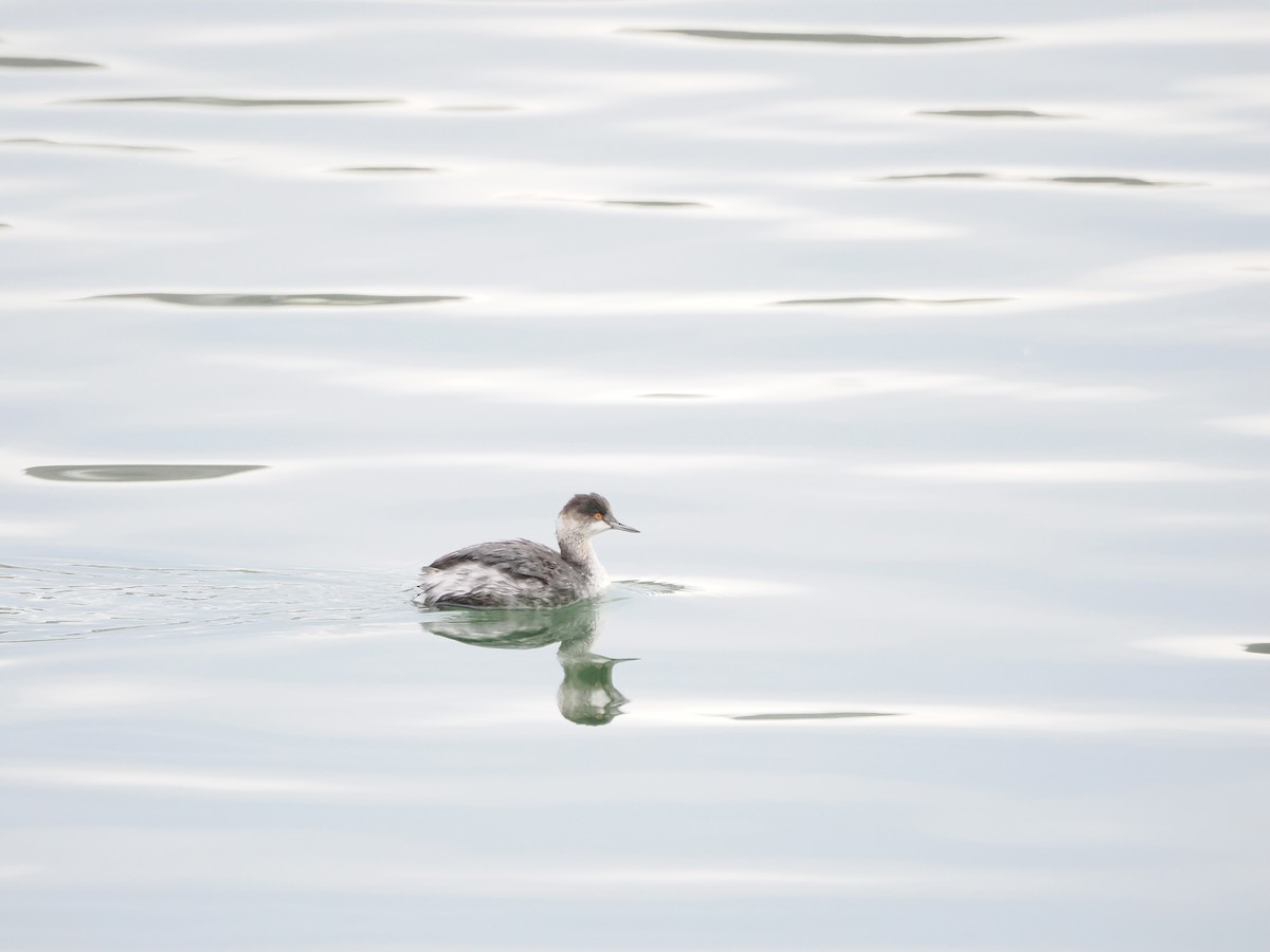 Grèbe à cou noir - ML647495563