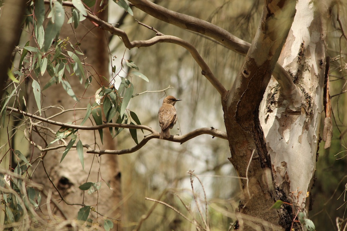 European Starling - ML647495566