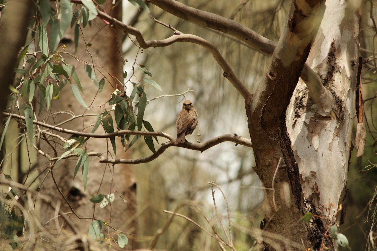 European Starling - ML647495567