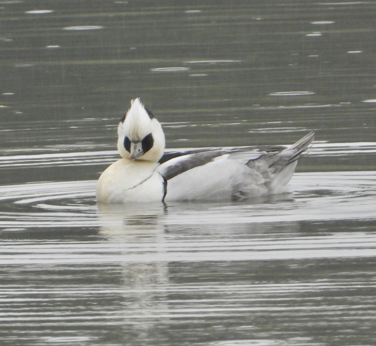 lappfiskand - ML647495568