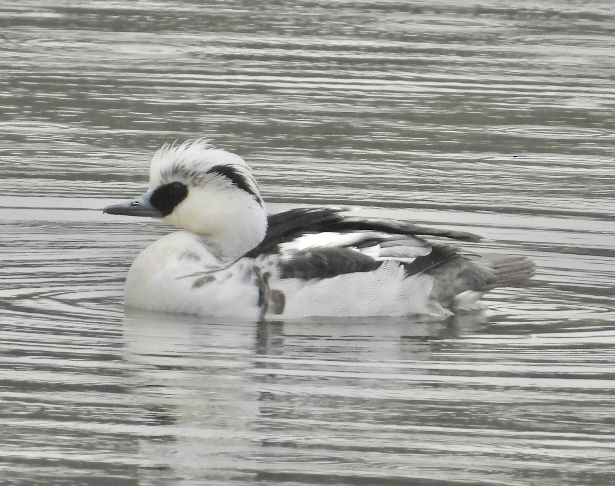 lappfiskand - ML647495569