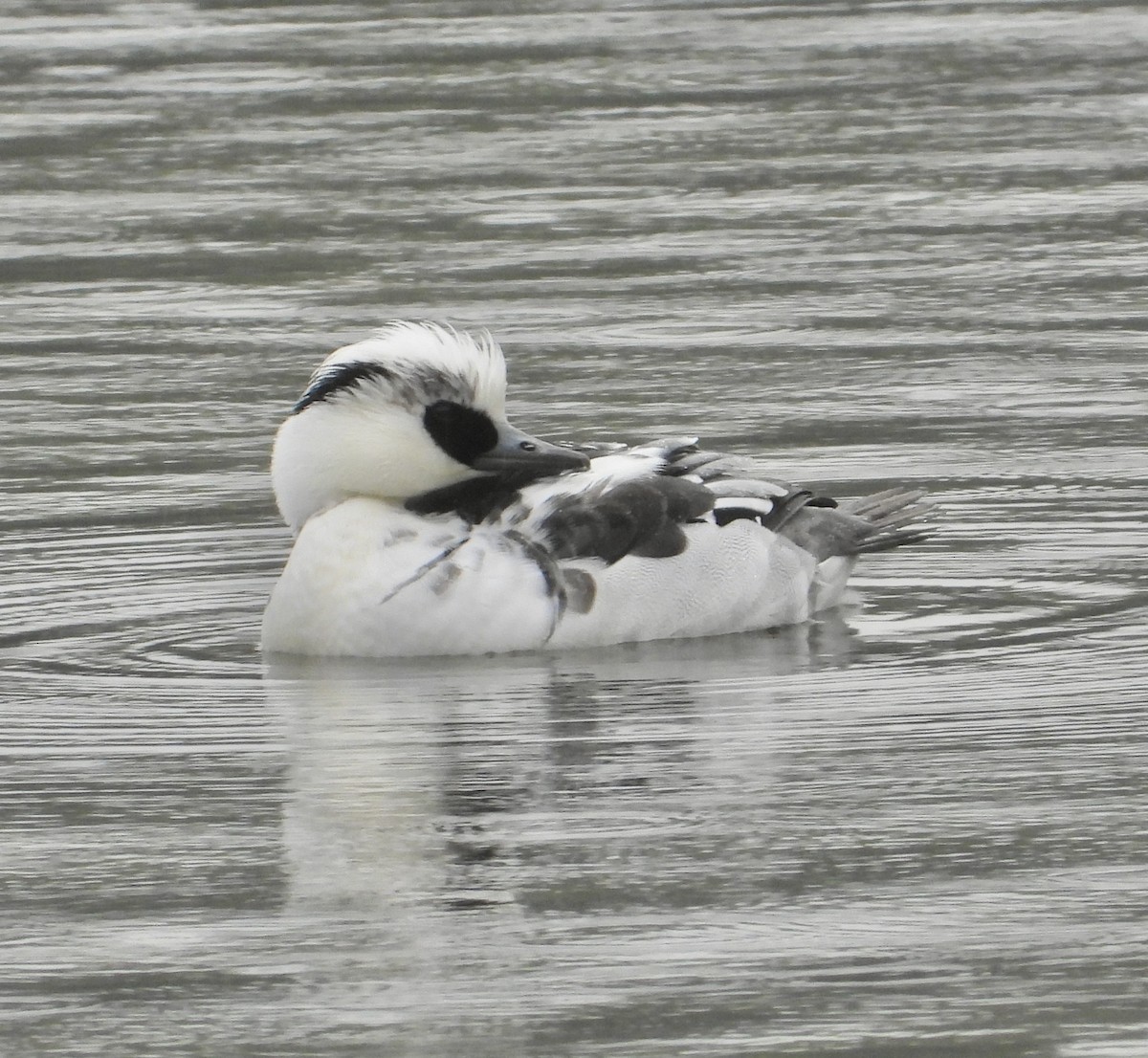 lappfiskand - ML647495570