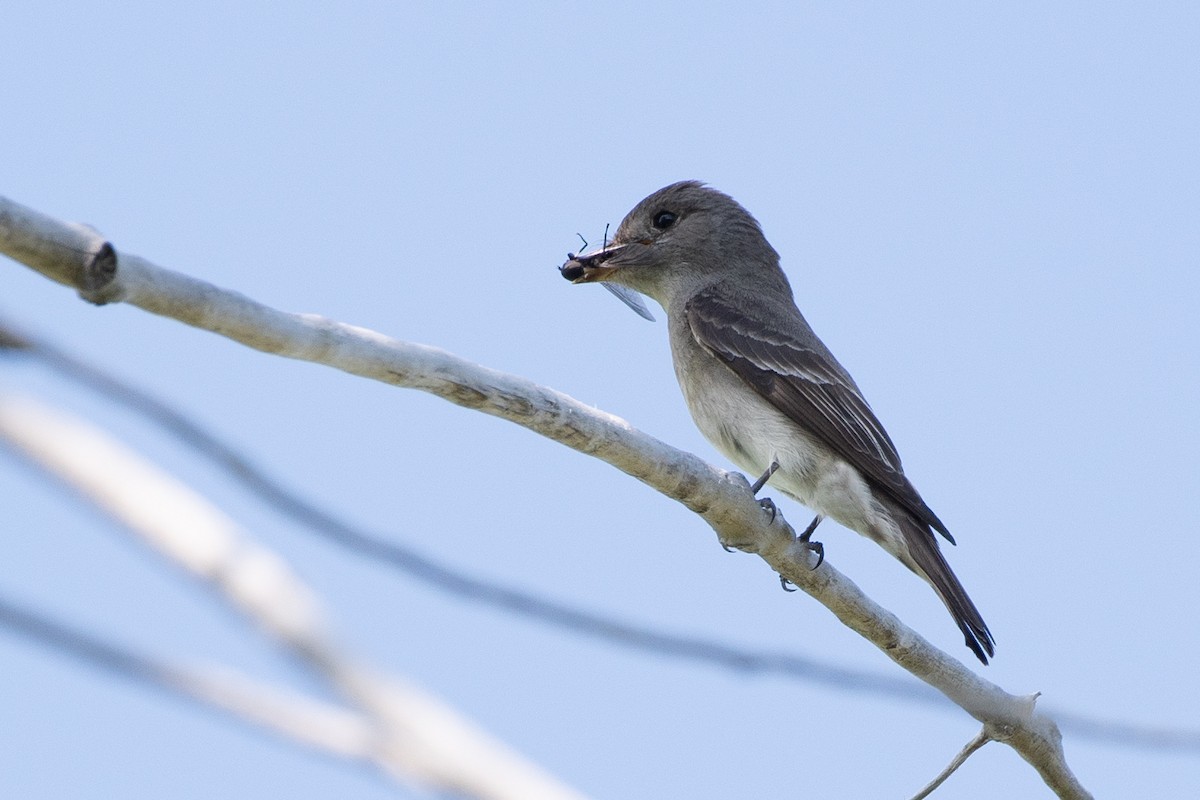 Western Wood-Pewee - ML647495571