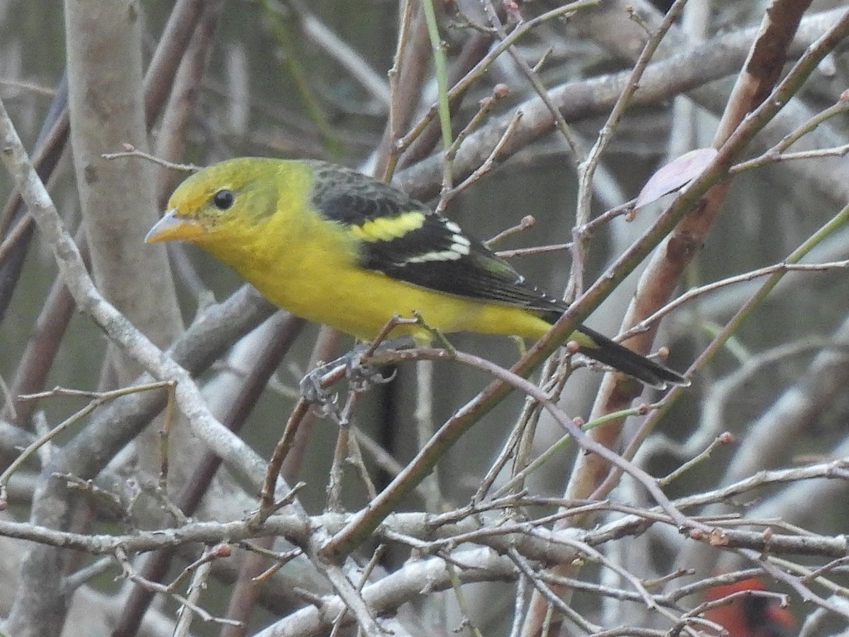 Western Tanager - ML647495587