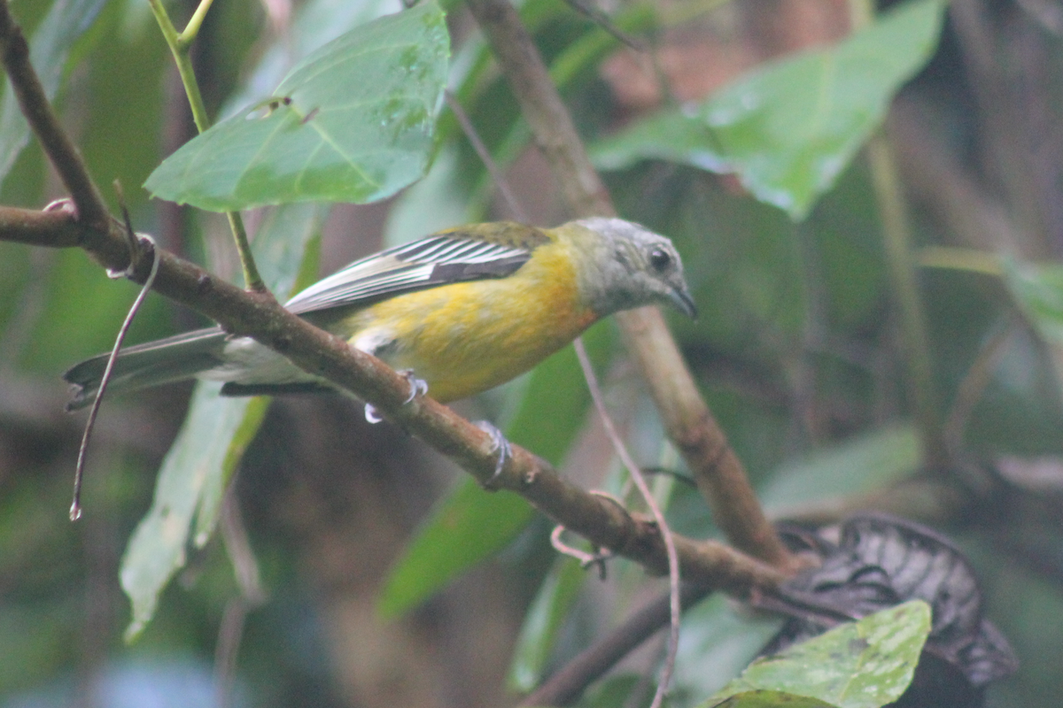 Зена ямайська - ML647495591