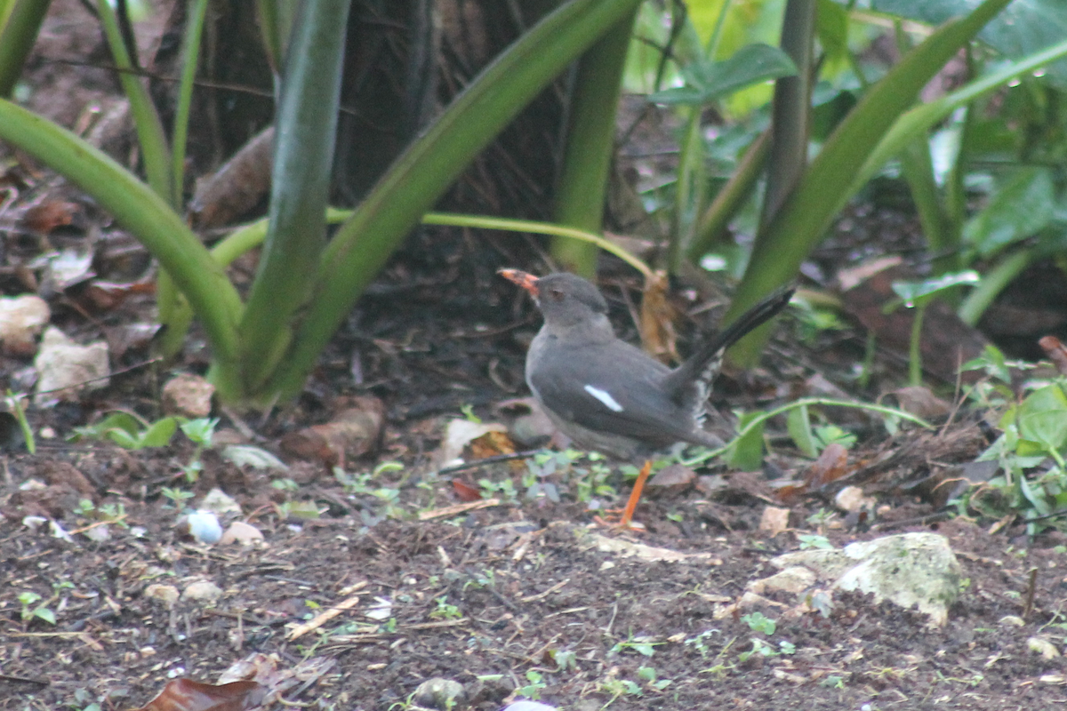 Дрізд ямайський - ML647495592