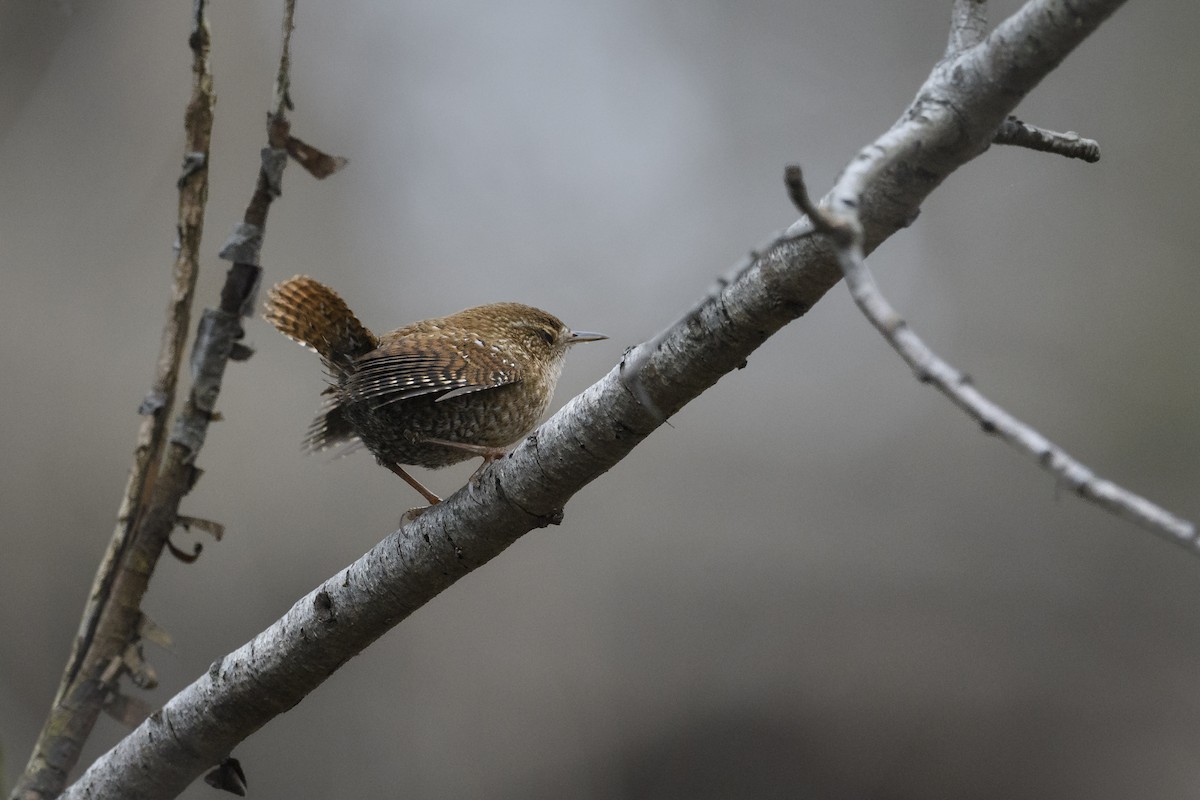 Волоочко канадське - ML647495593