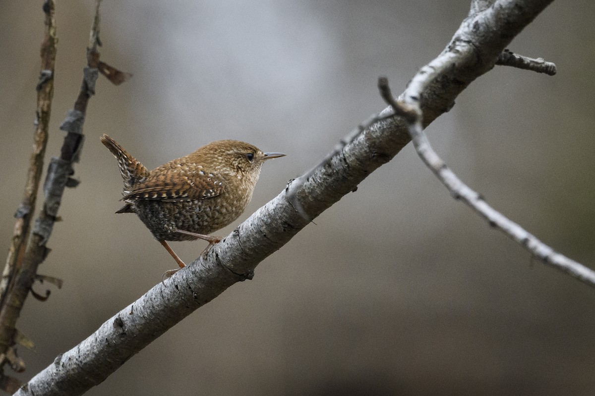 Волоочко канадське - ML647495594