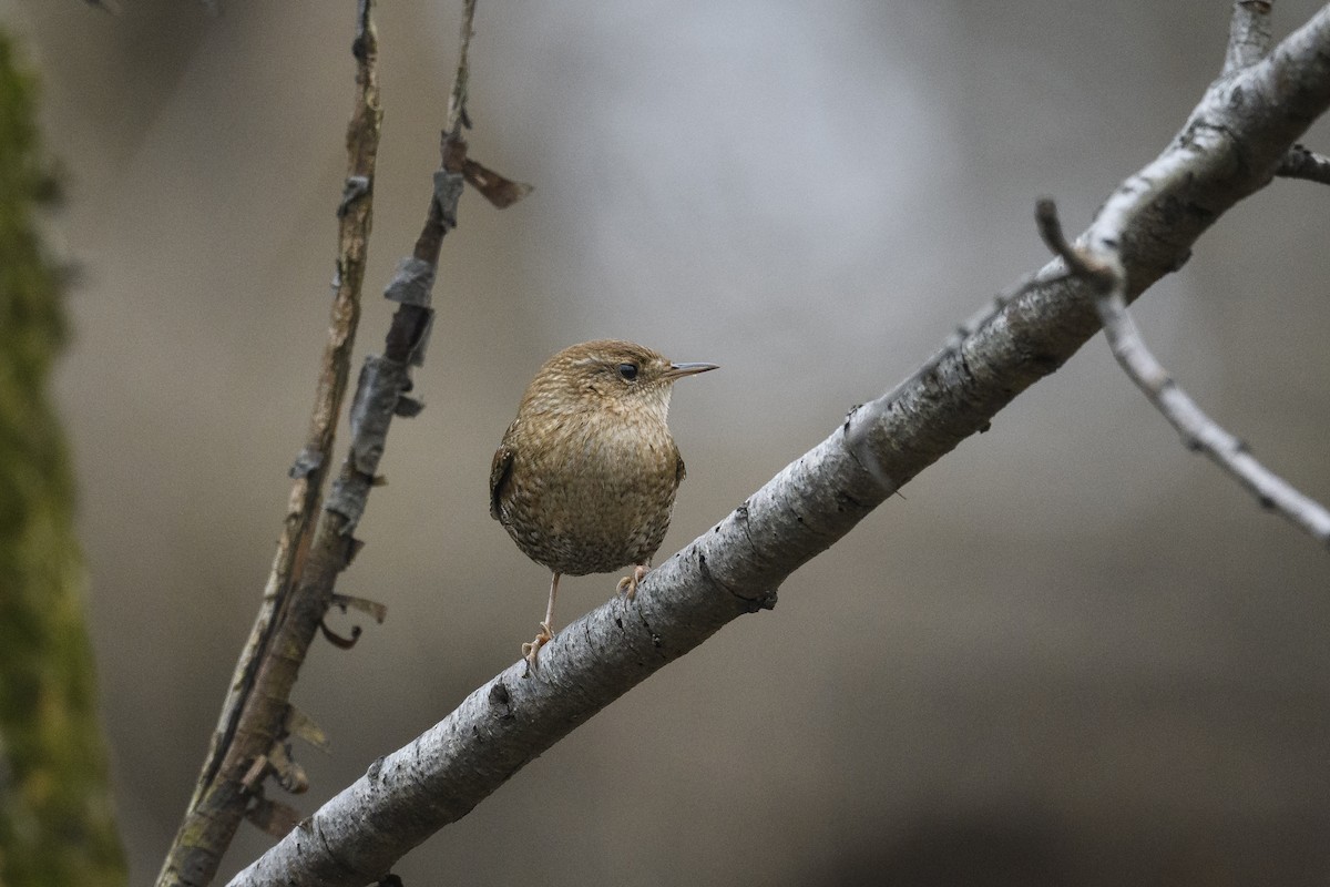Волоочко канадське - ML647495595