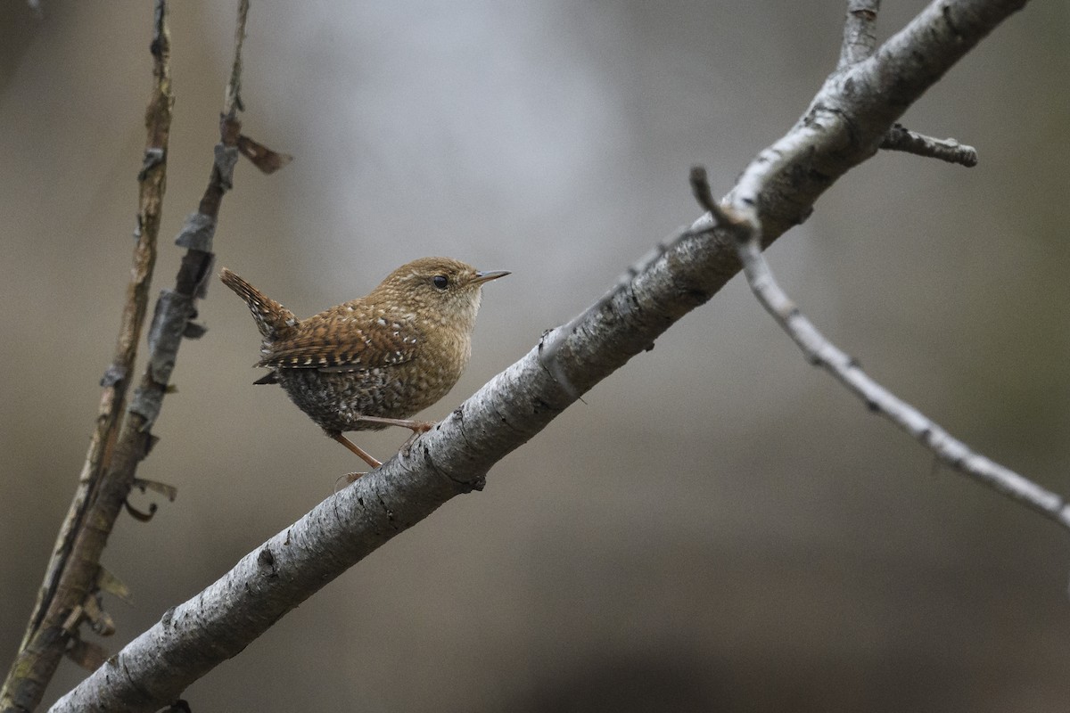 Волоочко канадське - ML647495596