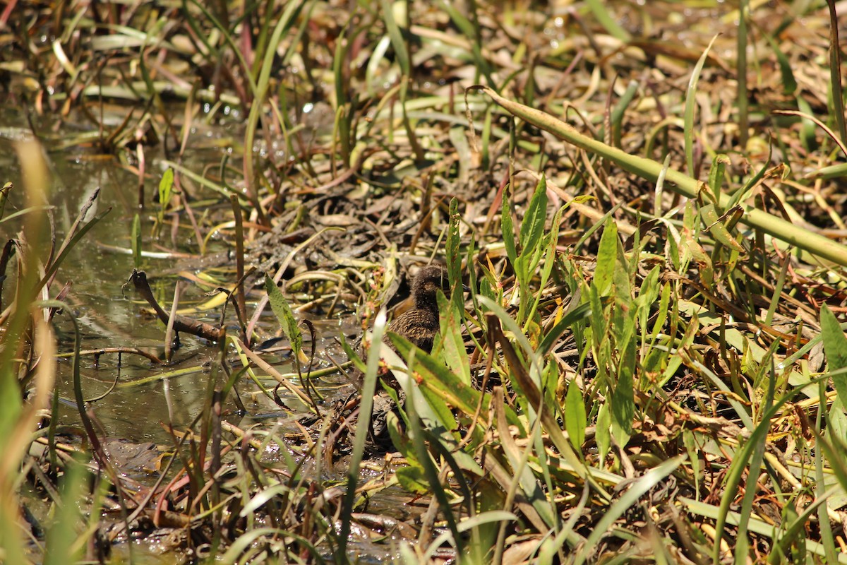 Чирянка світлогорла - ML647495597