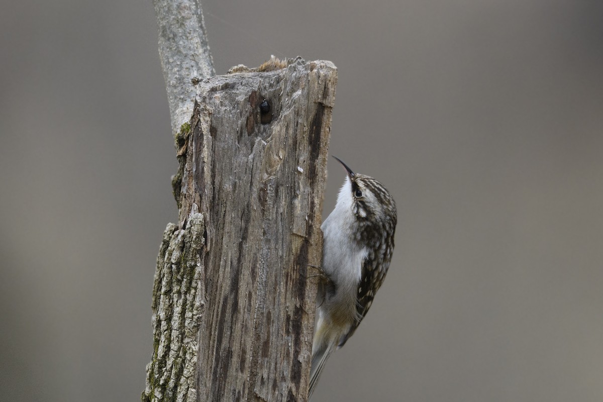 Підкоришник американський - ML647495599