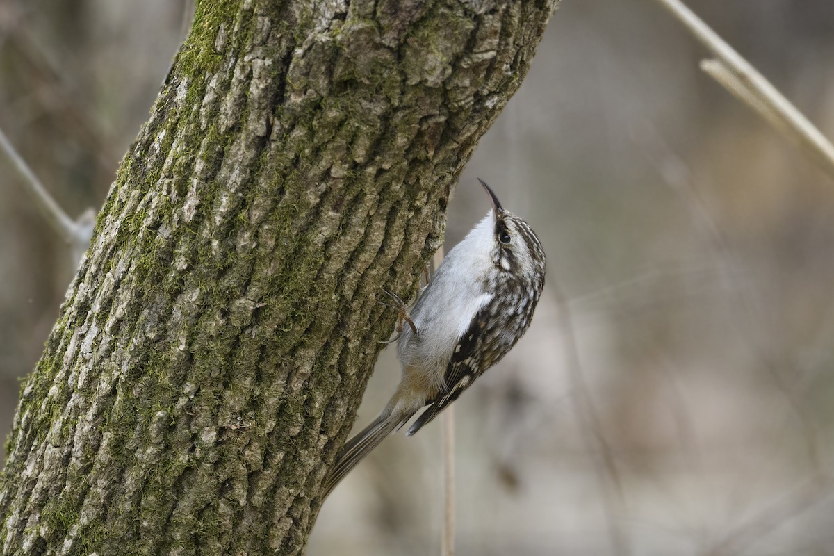 Підкоришник американський - ML647495600