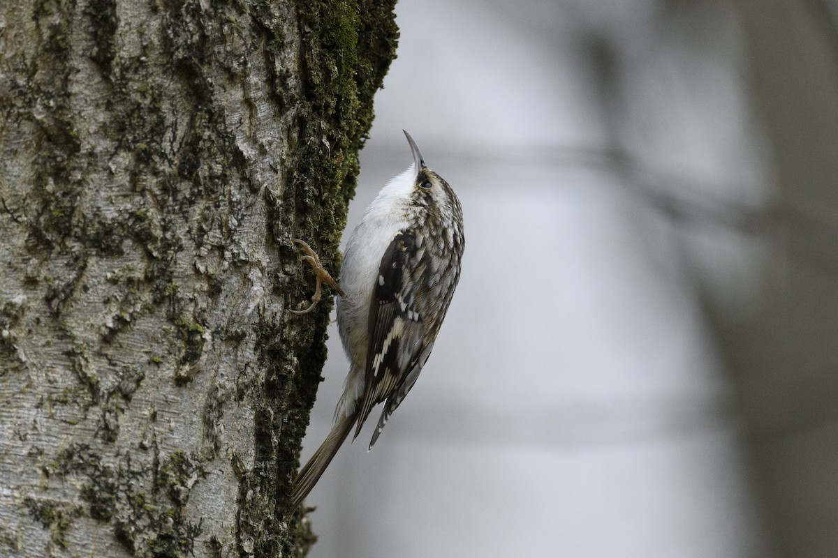 Підкоришник американський - ML647495601