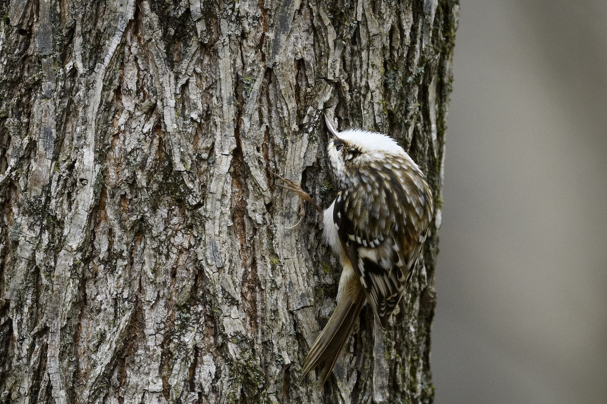 Підкоришник американський - ML647495602