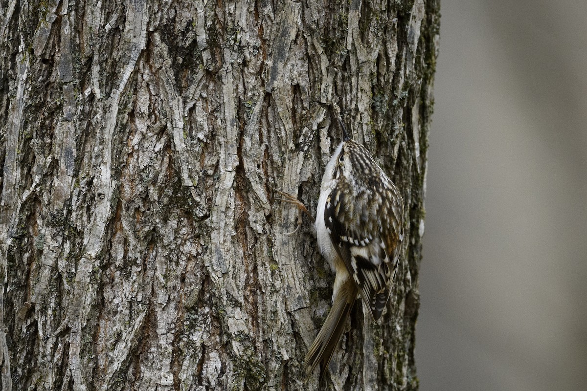 Підкоришник американський - ML647495603
