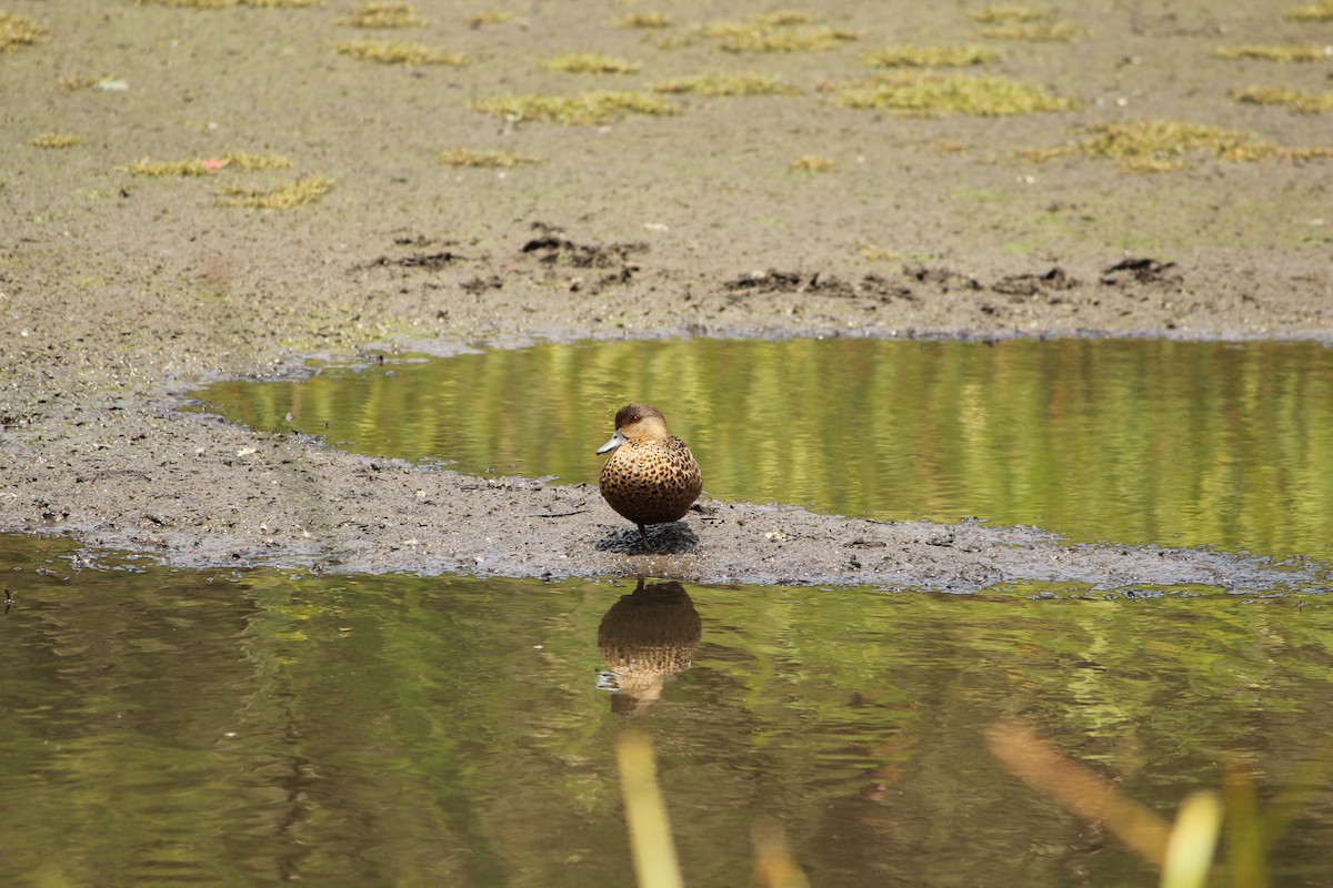Чирянка світлогорла - ML647495604
