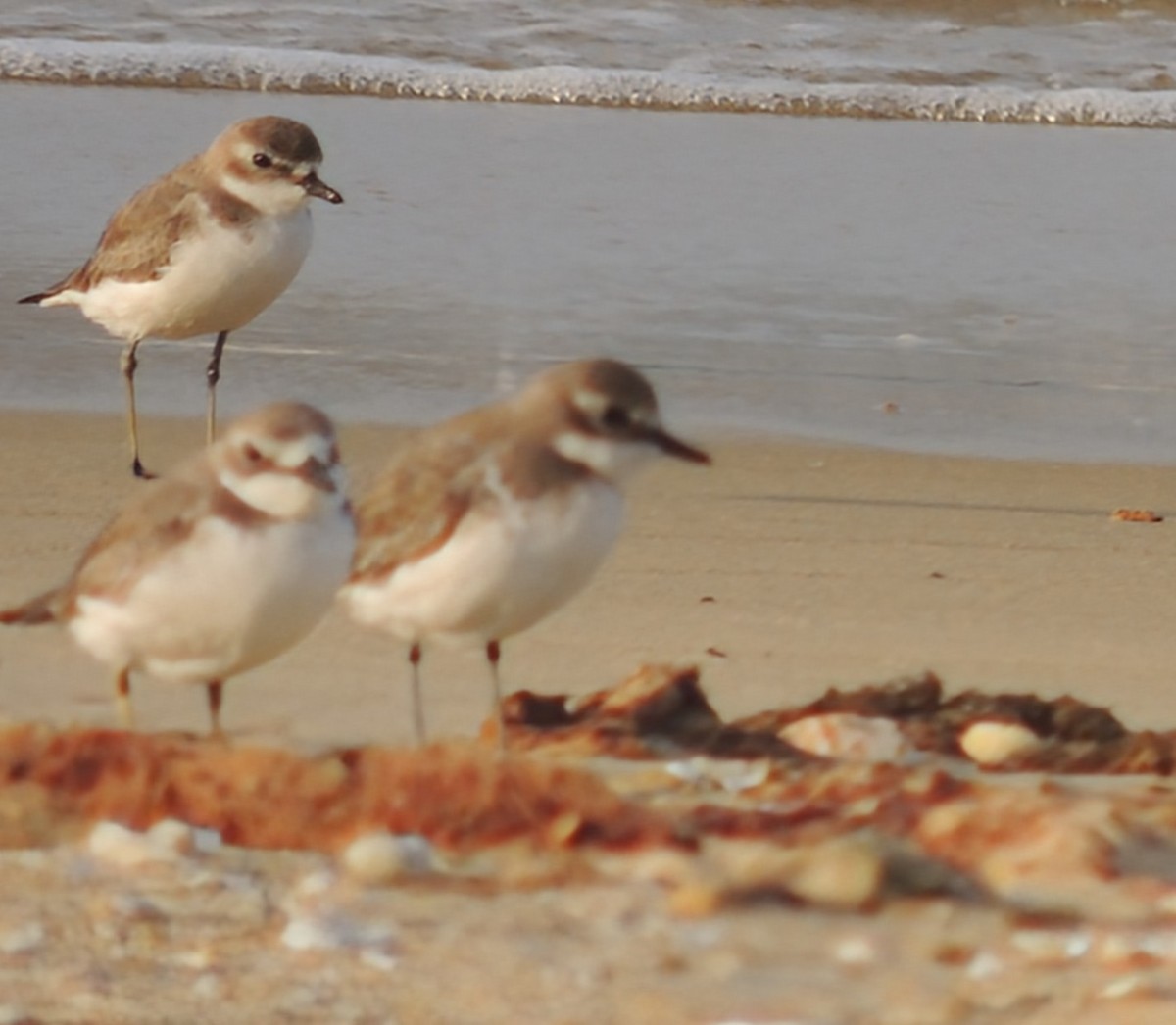 Пісочник товстодзьобий - ML647495605