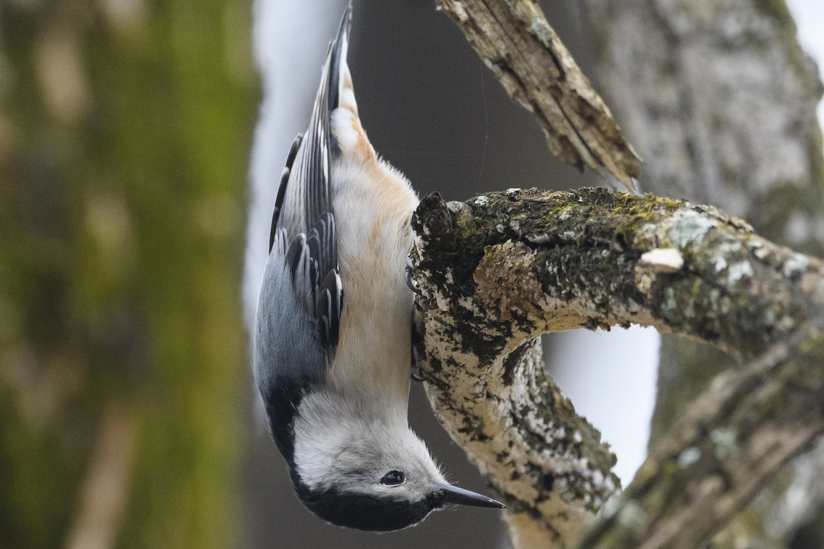 Повзик каролінський - ML647495606