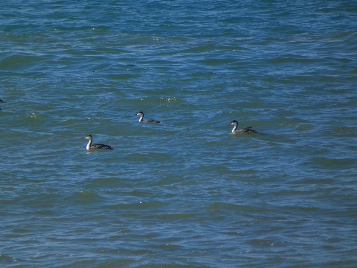 Пірникоза західна - ML647495607