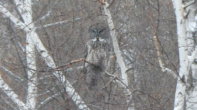 Сова бородата - ML647495608