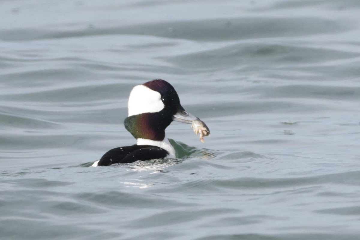 Гоголь малий - ML647495609