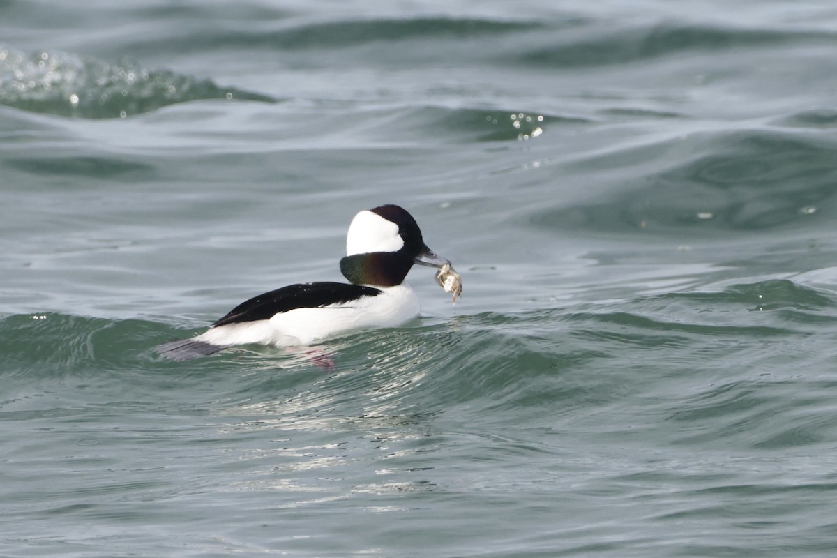 Гоголь малий - ML647495610