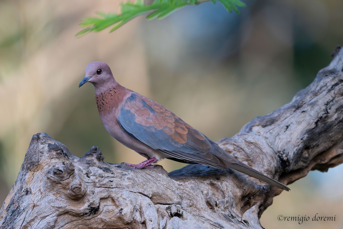 Горлиця мала - ML647495611