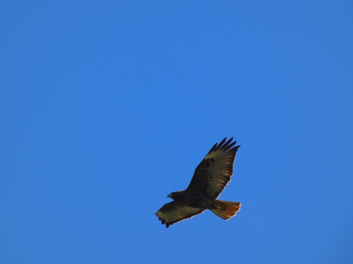 Канюк неоарктичний - ML647495612