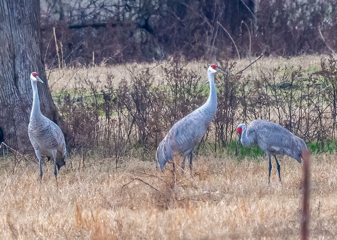 Журавель канадський - ML647495613