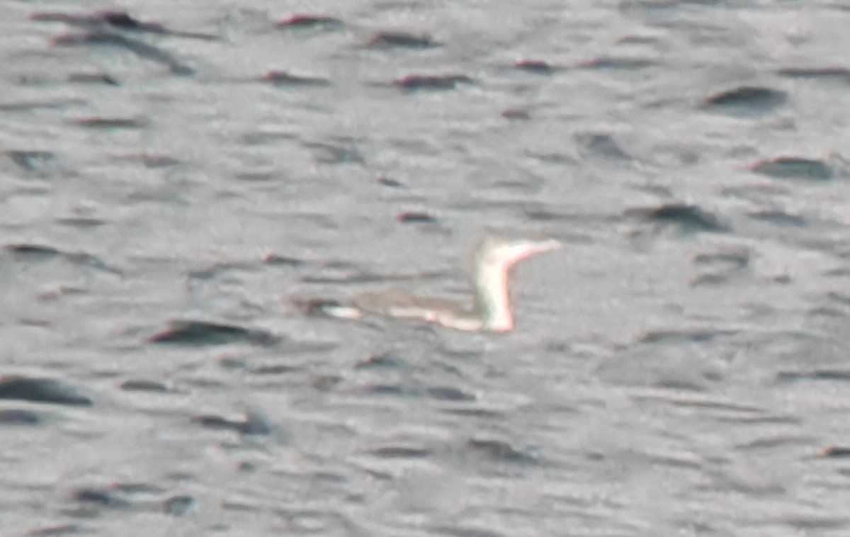 Гагара червоношия - ML647495615