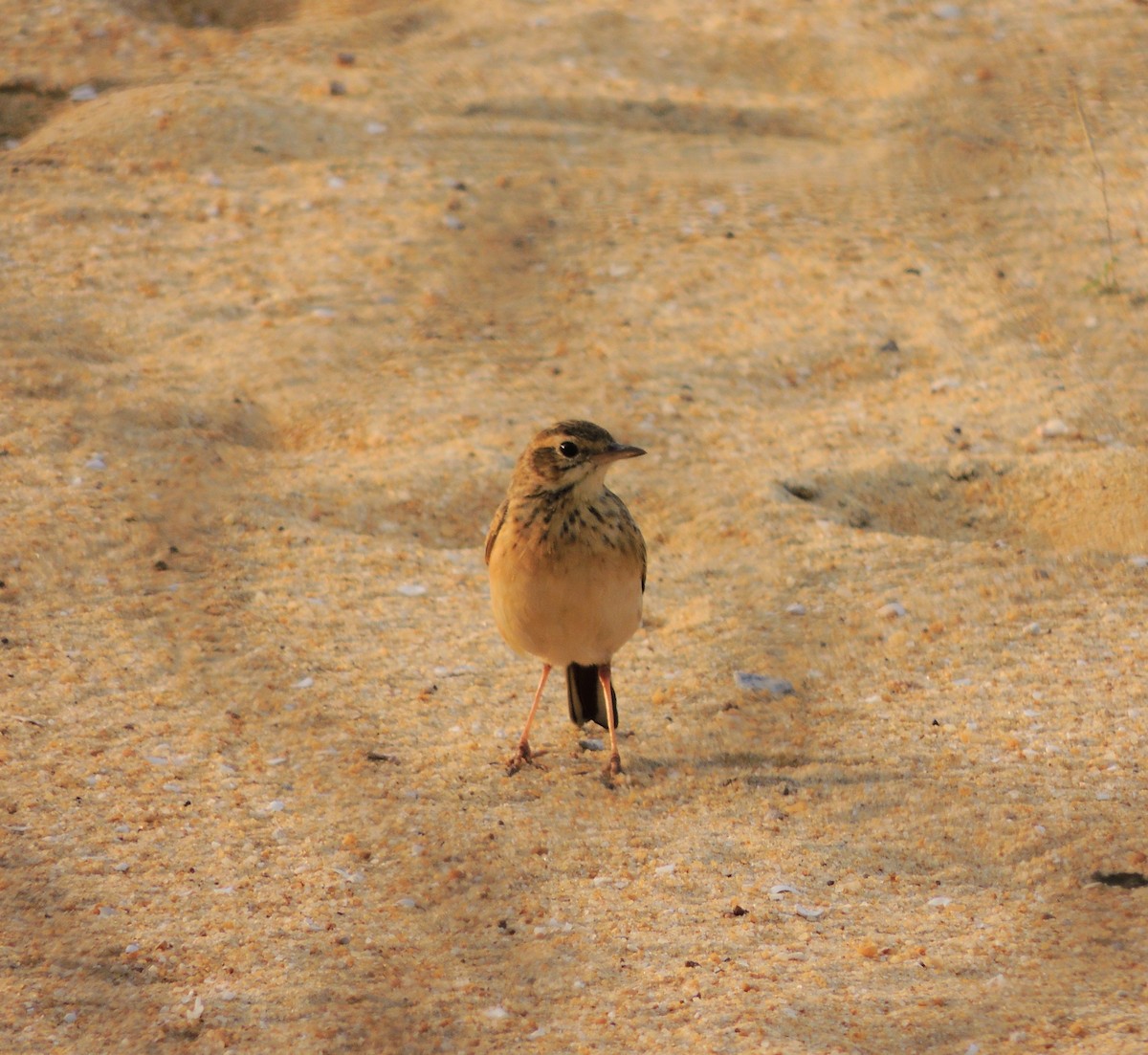 Щеврик іржастий - ML647495616