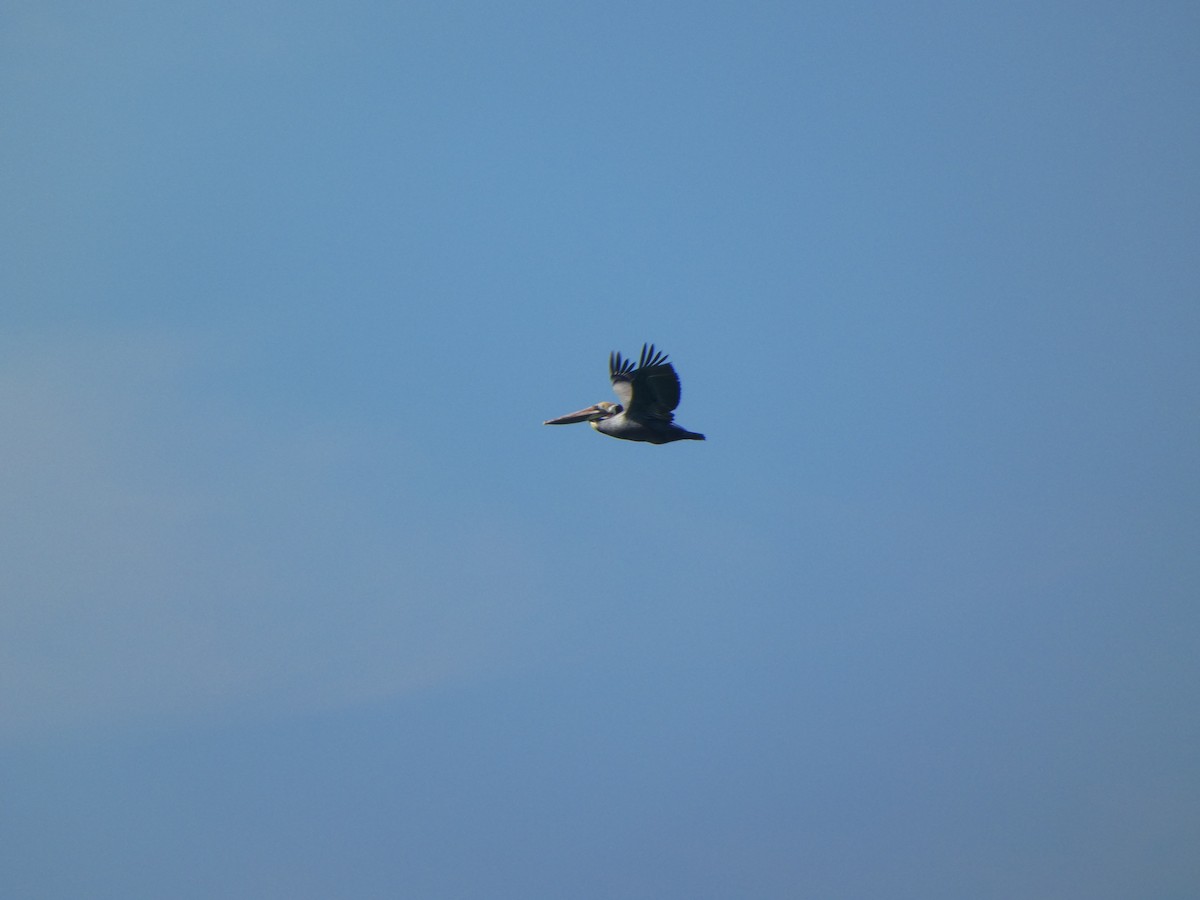 Пелікан бурий - ML647495617