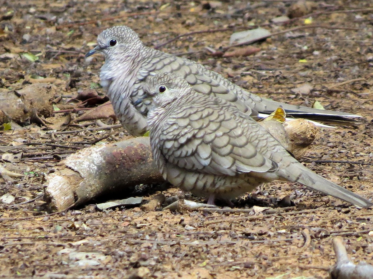 Горличка-інка мексиканська - ML647495618