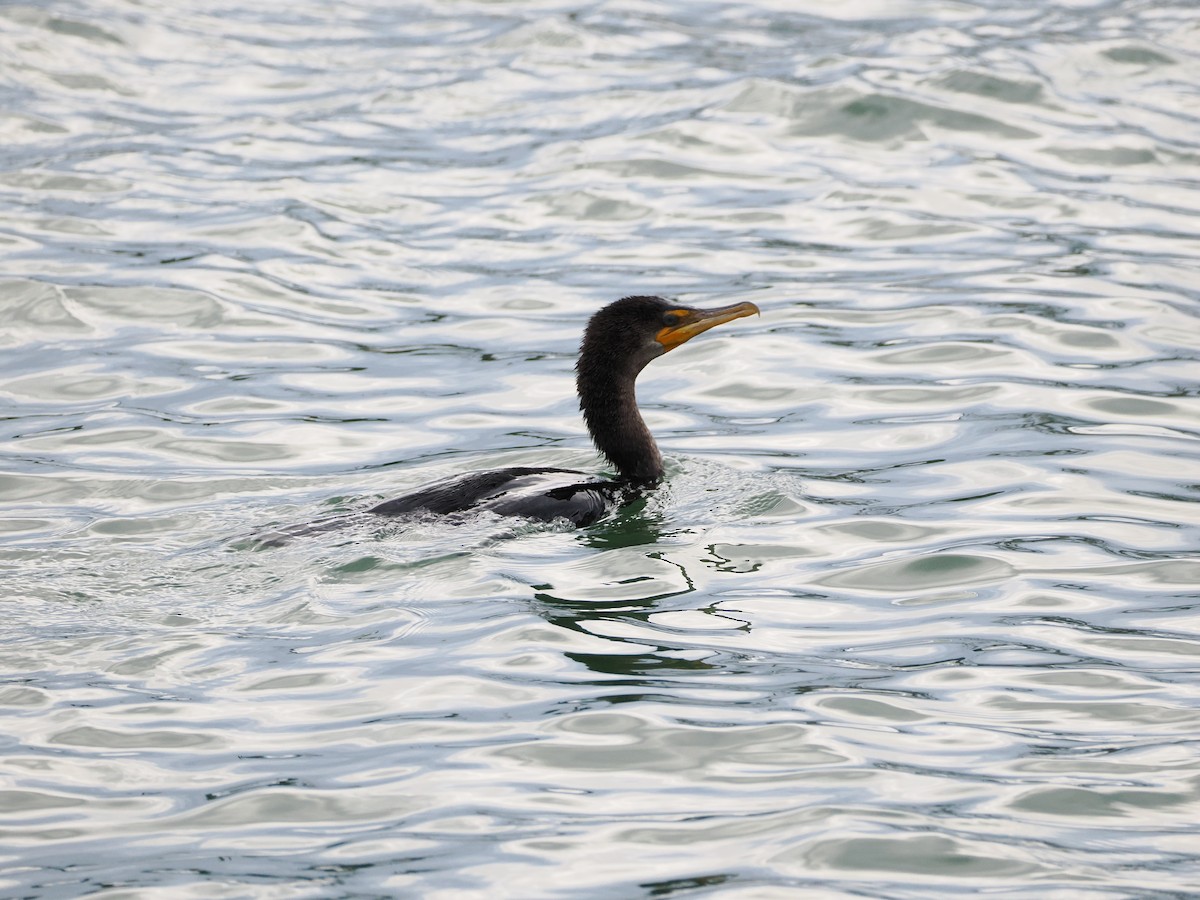 Баклан вухатий - ML647495620