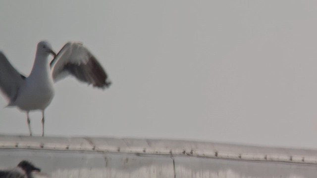 racek jižní - ML647495621