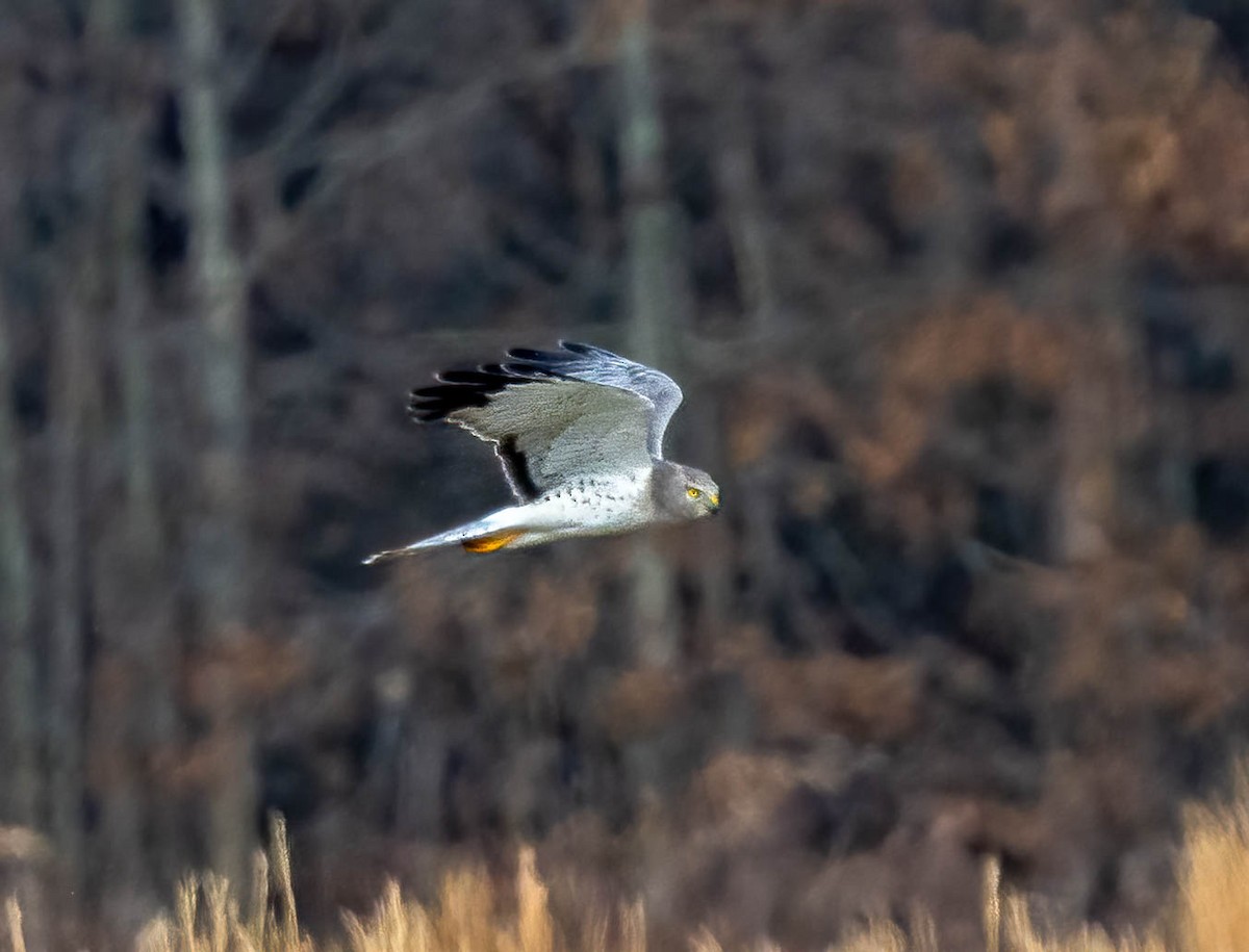 Лунь американський - ML647495622