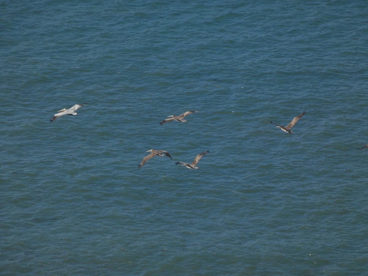 Пелікан бурий - ML647495623