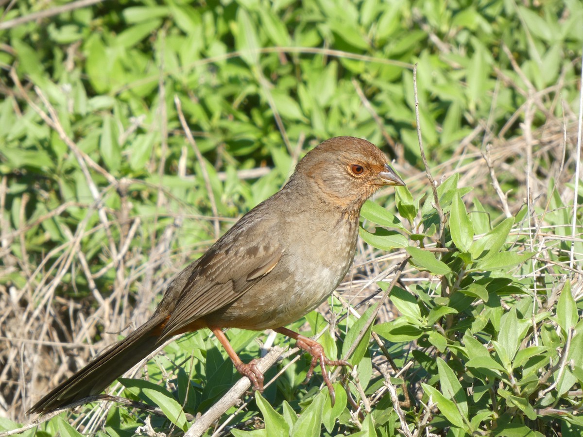 Тауї каліфорнійський - ML647495626