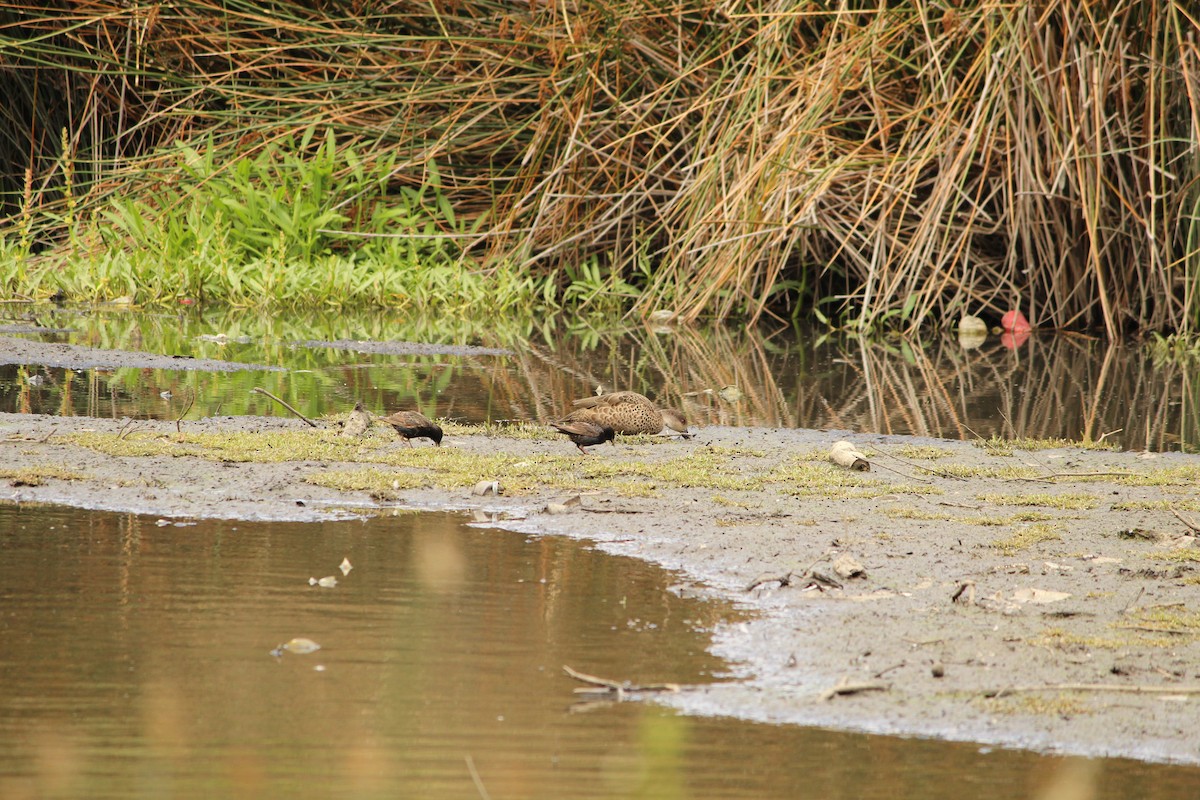 European Starling - ML647495633