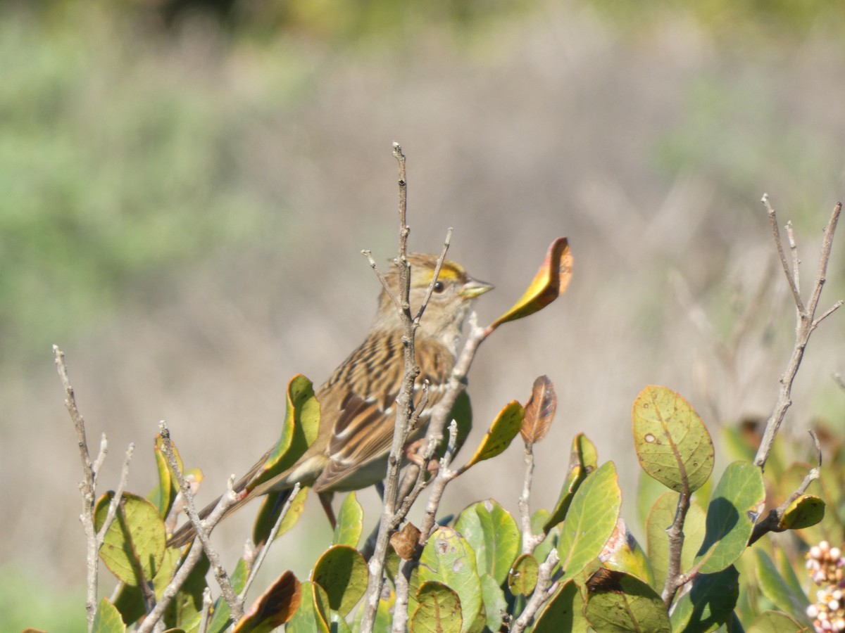 Chingolo Sabanero - ML647495636