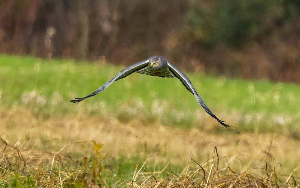 Northern Harrier - ML647495649