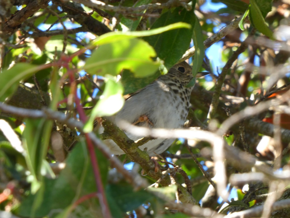 Zorzalito Colirrufo - ML647495650