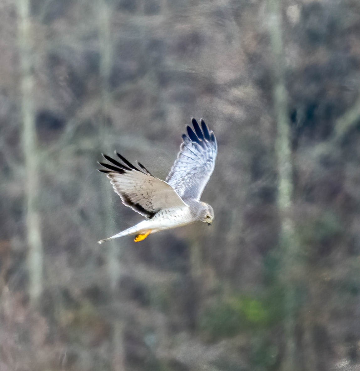 Northern Harrier - ML647495651