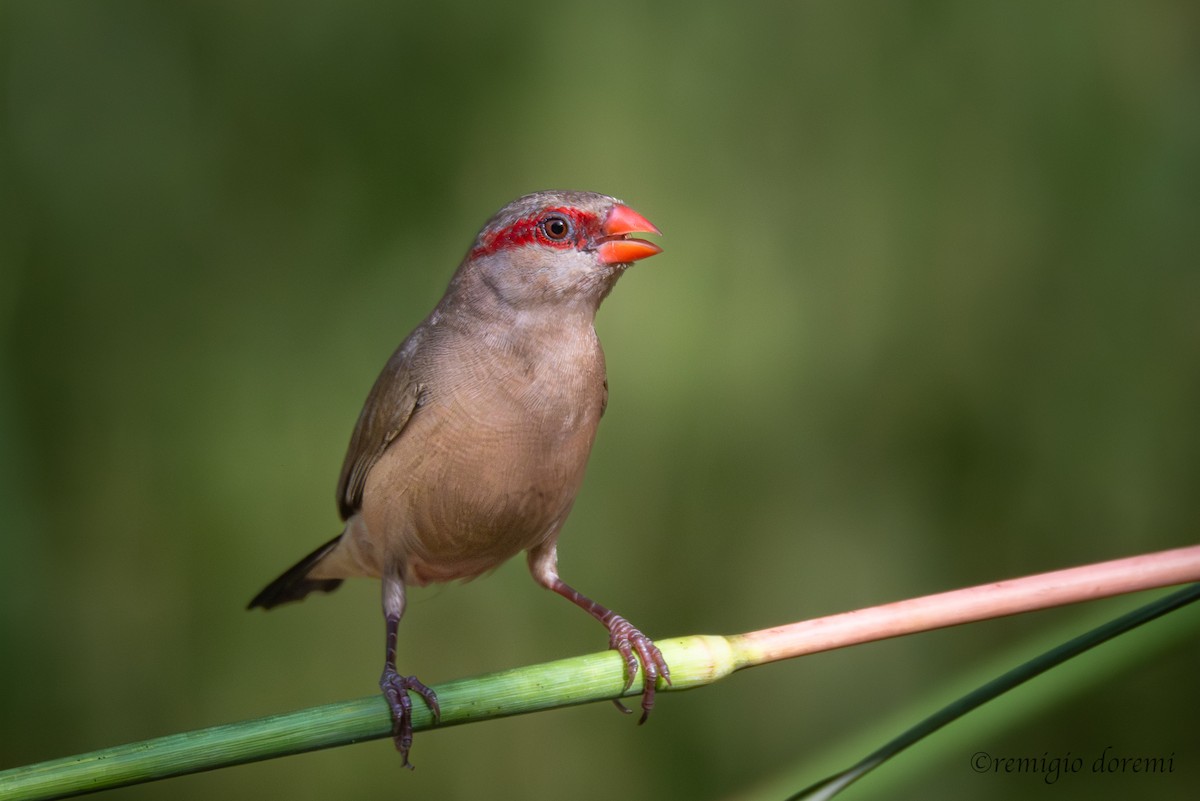 Black-rumped Waxbill - ML647495666