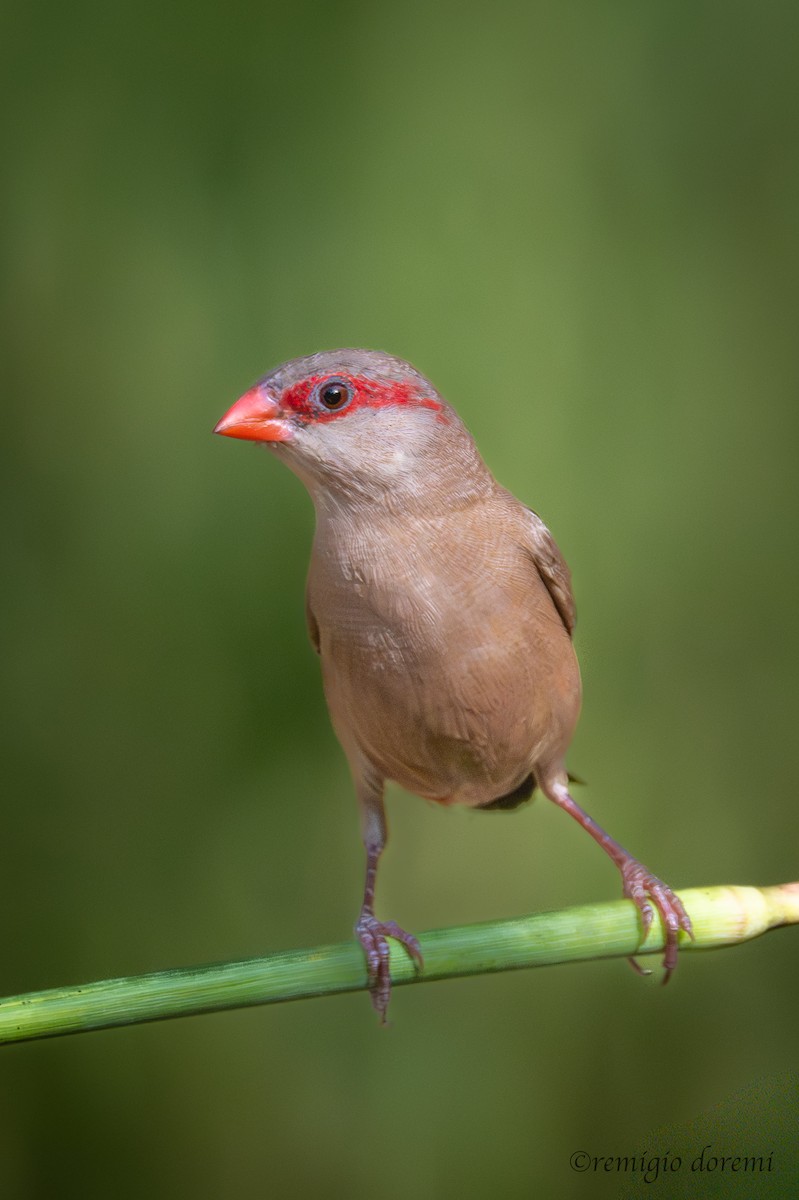 gråastrild - ML647495668