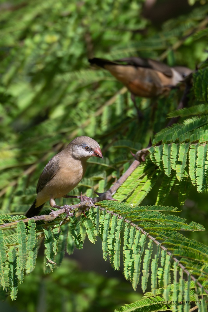 gråastrild - ML647495675