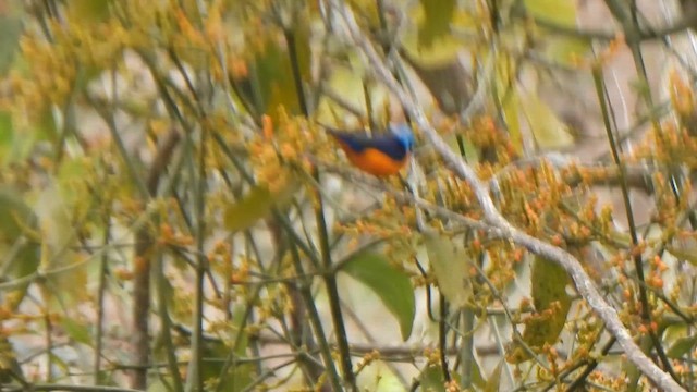 fagereufonia - ML647495676