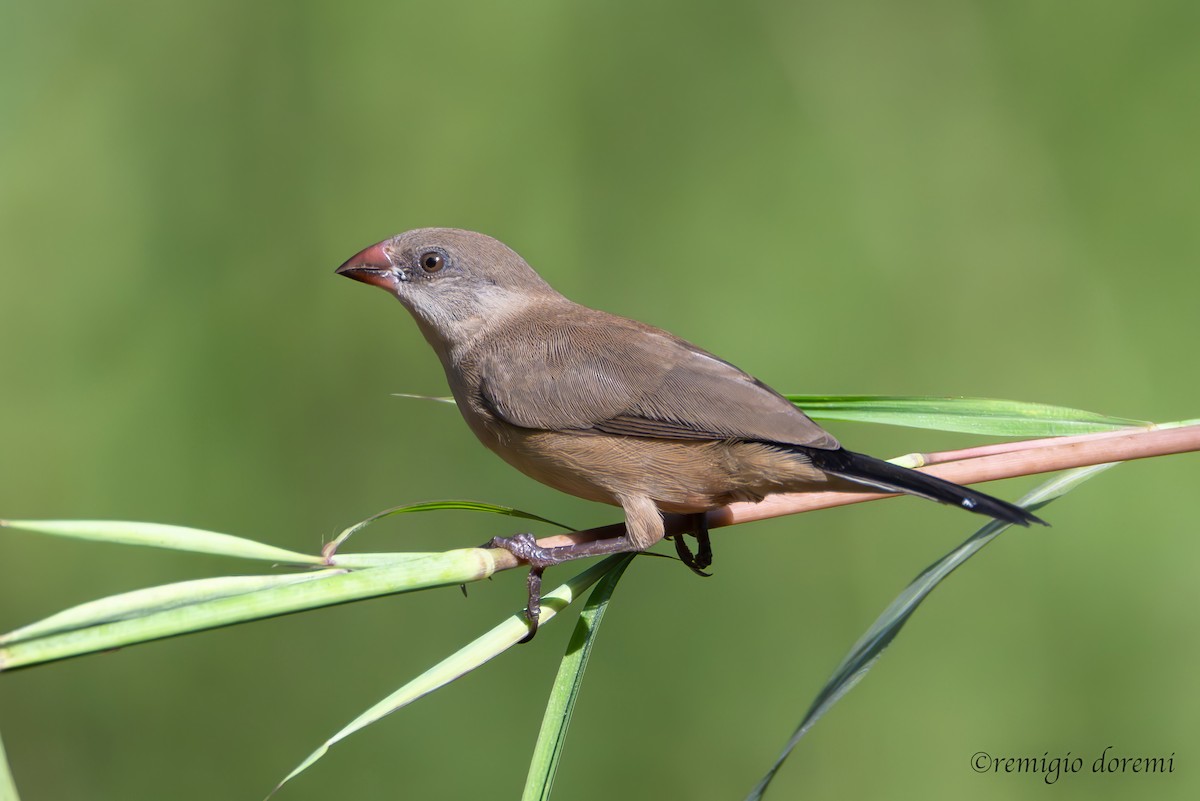 gråastrild - ML647495680