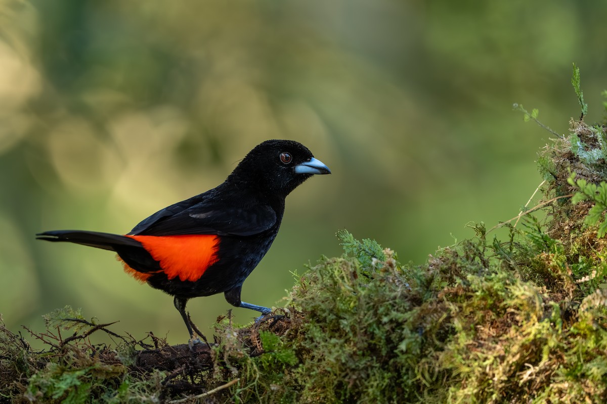 rødgumptanagar - ML647495681